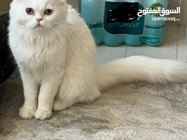 قطه شيرازيه انثى