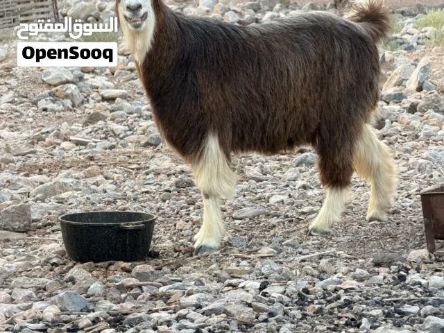 شاه عمانية