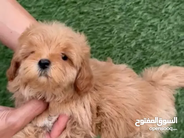 Maltipoo quality breed