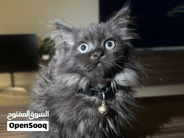 Female Persian Kitten