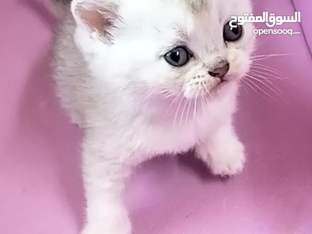 سكوتش سلفر