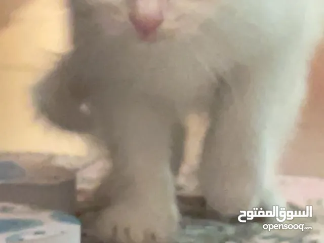 قطط شيرازي مكس