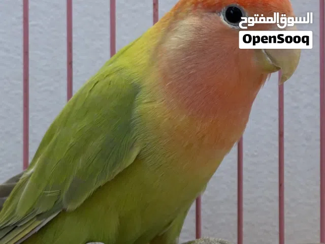 للبيع طيور روز أليفه