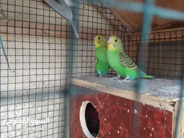 budgies and hippi female for sale
