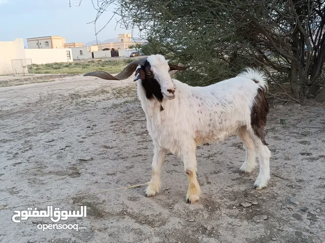 صخل لبيع ماشاء الله