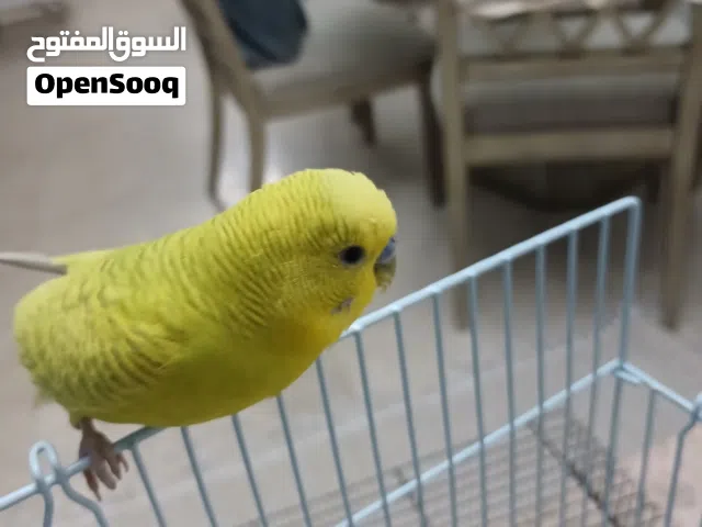 طير الباجي