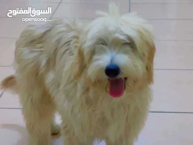 كلب مالتيزر الاب بودل الصحه بوم ماشاءالله