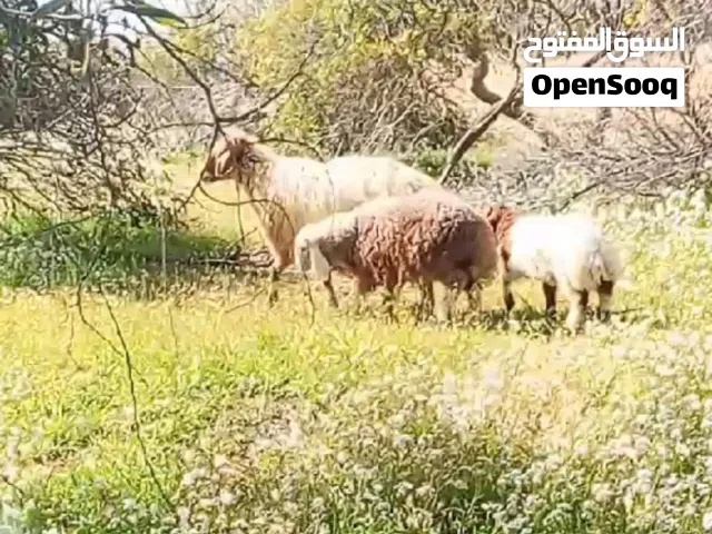 غنم للبيع نعجه معاها عبور وخروف