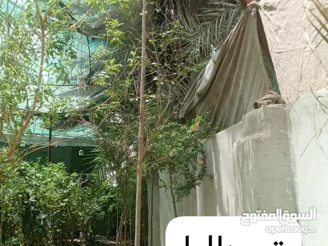 جميع انواع الاشجار الطبيعيه والزهور والنخيل والثيل الطبيعي والثيل الصناعي والجلسات والتكسيات