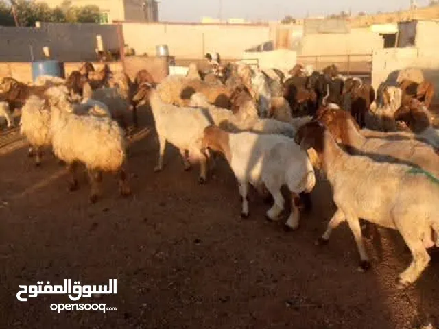 بمناسبه عيد الاضحى المبارك في