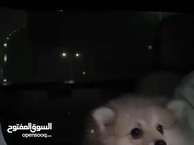 كلب بومرينيان