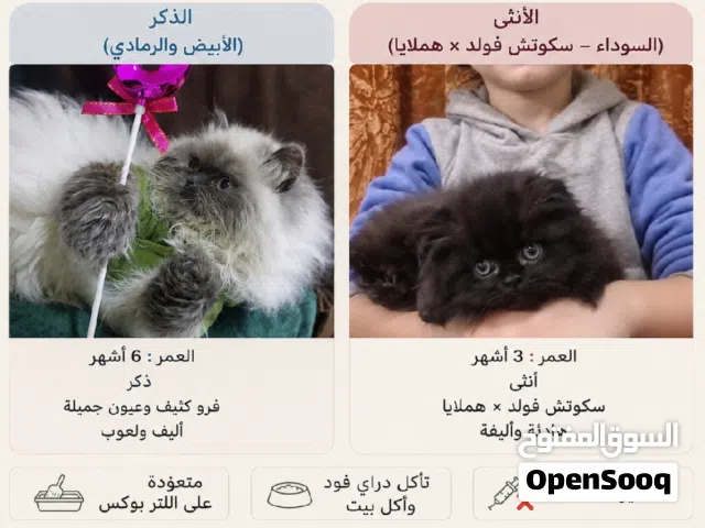 قطط للبيع النوع سكوتش فولد هيمالايا الموقع اربد.الحصن ذكر و انثى العمر الذكر 6اشهر الانثى 3اشهر