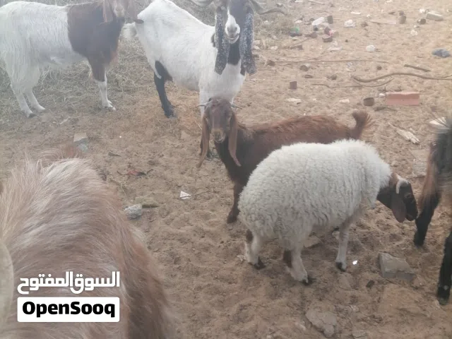 مكان في وادي الربيع