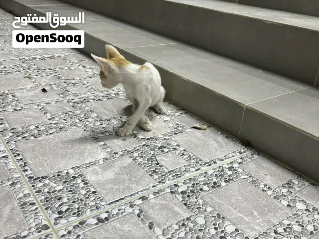 Young cat up for adoption