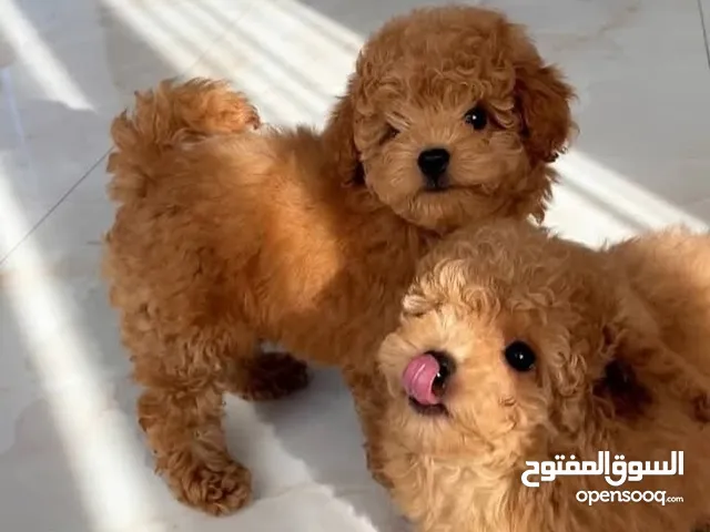 Four months poodle puppies.  They are vaccinated and microchip. they are friendly and adorable pets.
