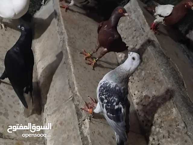 حمام للبيع