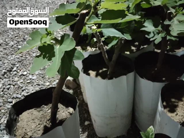 تين براون تركي احمر