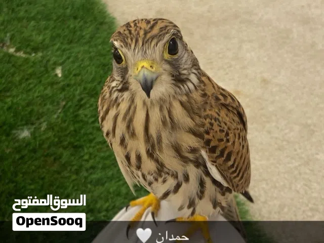 مطلوب شرياص