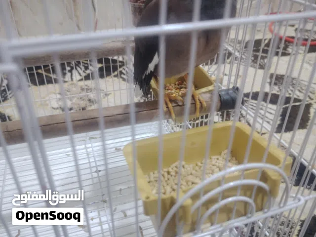سلام عليكم مينا البيع   تحجي تكلم مثل ما موجود بل فيديو اليفه تصعد على أيد و على اجتاف