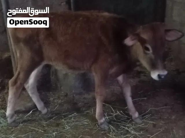 للبيع عجل عماني تابع الوصف