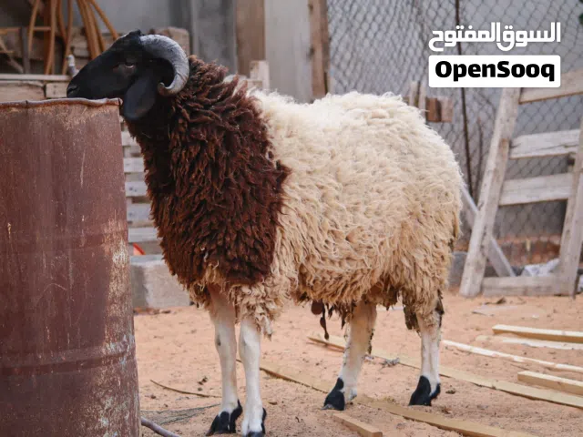 ربي يبارك  خروف ضحية ولا بتربي علو و مسلان ربي يبارك خروف مش مبدل خروف مكلوف صح مكاني تاجوراء اربع ش
