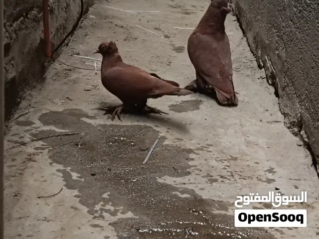 السلام عليكم حمام راعب زوجين وتك كلش حلوات وخشنات وبصحه زينه اعمارهن 8اشهر او 9 امايات وجواهن بيض