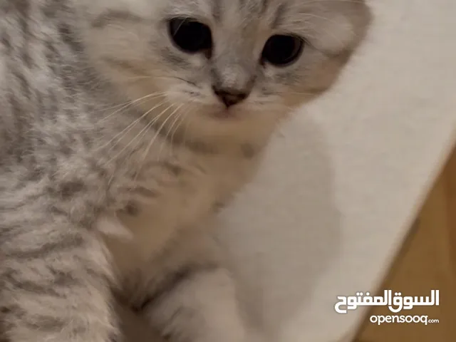 Scottish fold male ns11 سكوتش فولد ذكر