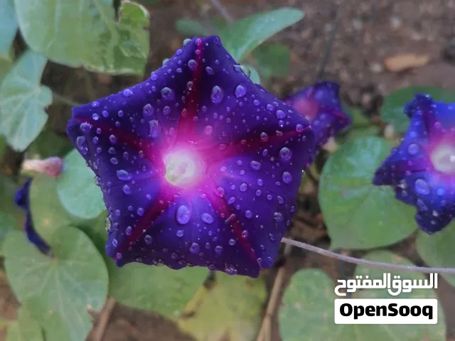 بذور مجد الصباح البنفسجي... مع التوصيل المنزلي