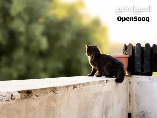 قطه شيرازي