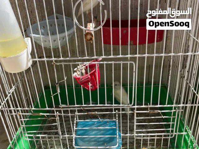 عصافير كنار ترباية منزليه عيله كامله