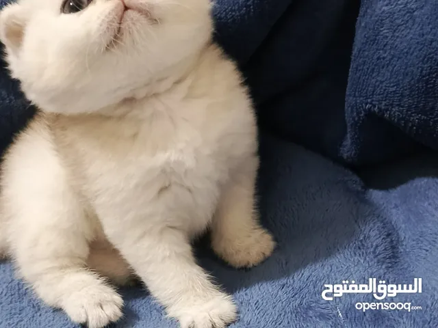 انثى سكوتش فولد