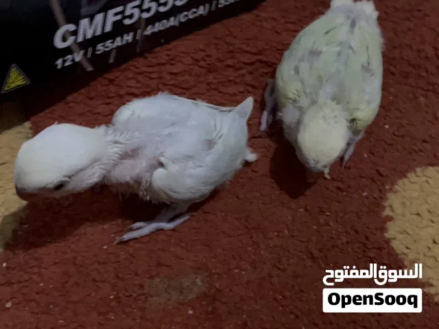 فروخ روز زوز سعر الزوز180