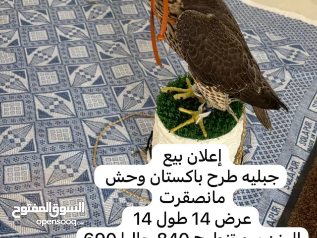 جبليه وحش للبيع