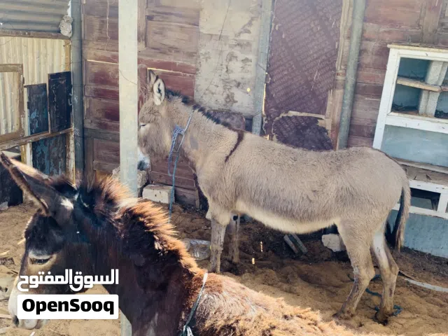 زوز حمير للبيع حشاكم