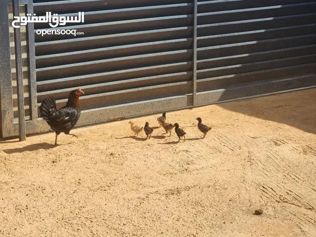 دجاج عربي للبيع