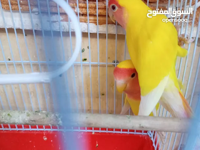 زوج روز للبيع ب25