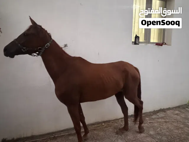 فرس عربي اصيل