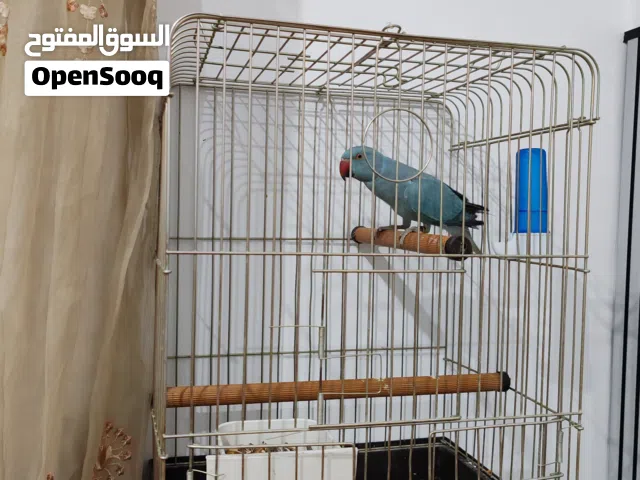 ذكر درة ازرق