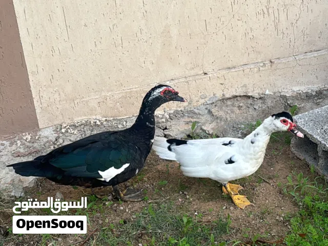 دكر وانتى بط للبيع