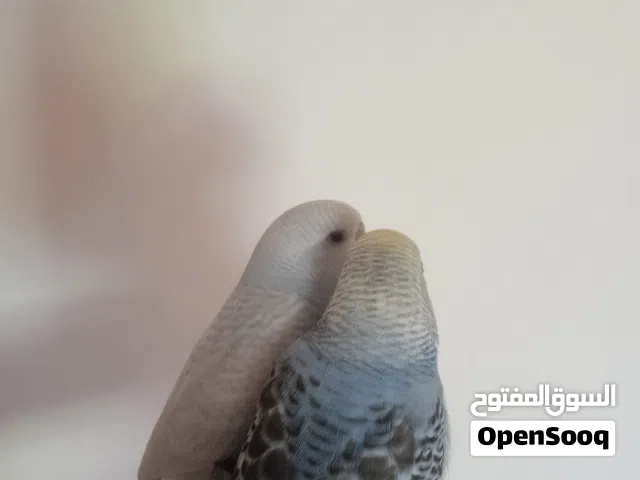 طيور حب مدربات