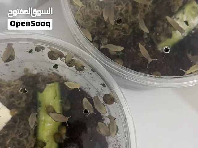 حلزونات افريقية عملاقة للبيع
