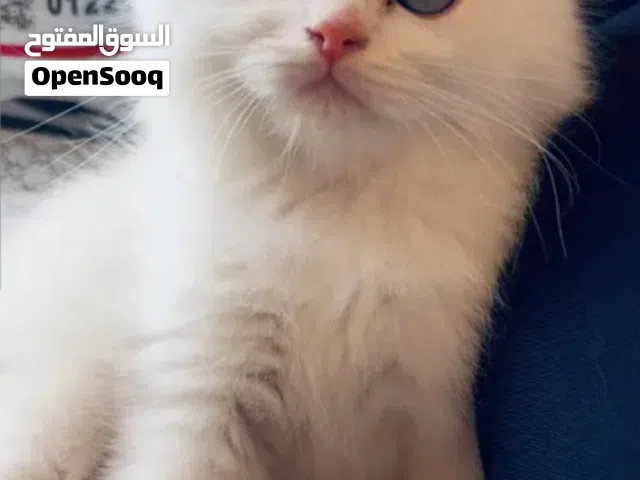 قطط تبني انثى cats for adoption