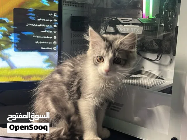 قط شيرازي صغير