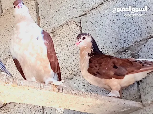 متوفر بطريق للبيع زوز كوبيات و خمسه فروخ رصاصي الون احمر و اكحل