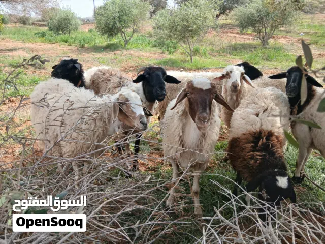 5 نعاج للبيع جمله