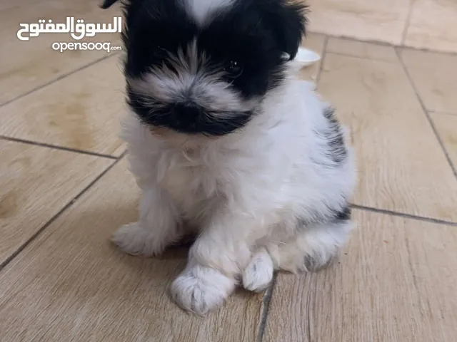كلب ذكر