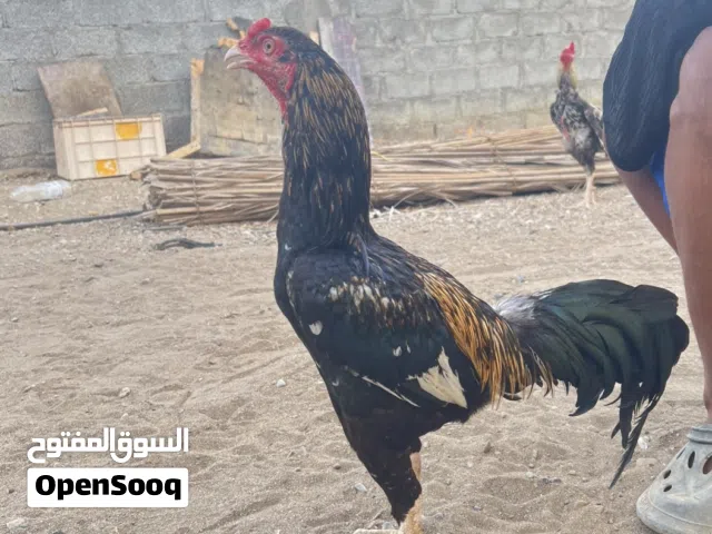 ديك بكستاني للبيع او للبدل. شوف الوصف