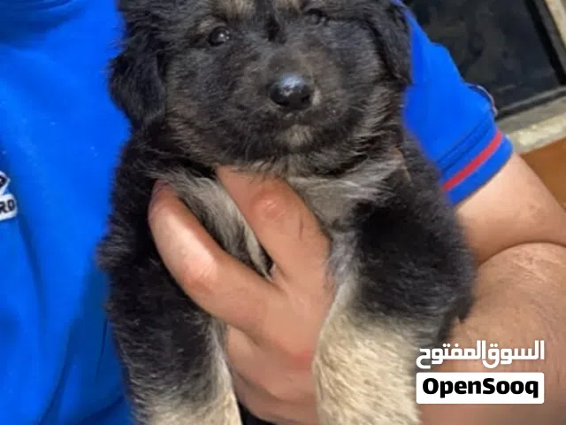 سلام عليكم متوفر جرو الأماني لوق هير