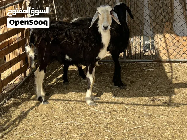 يعد نجدي عشار