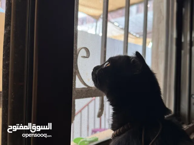 سكوتش فولد 3 اشهر للبيع